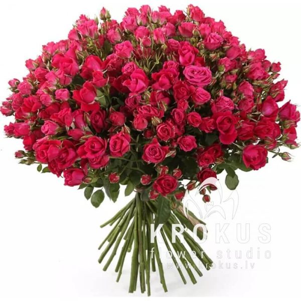 bouquet of spray roses fuxia