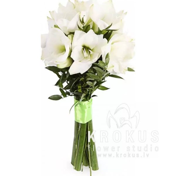 white amaryllis