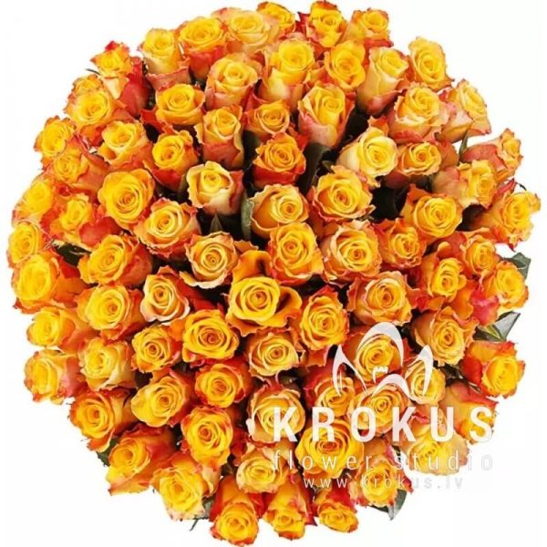 Roses Marie-Claire 30m