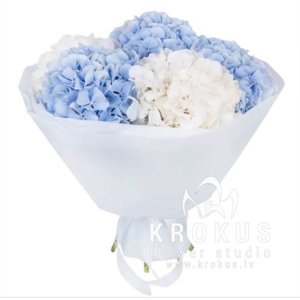 Bouquet of white and blue hydrangea