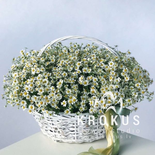 Basket of matricaria