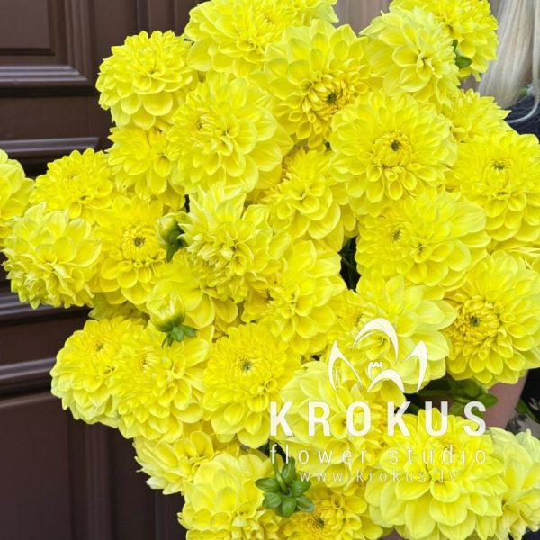 Yellow dahlias