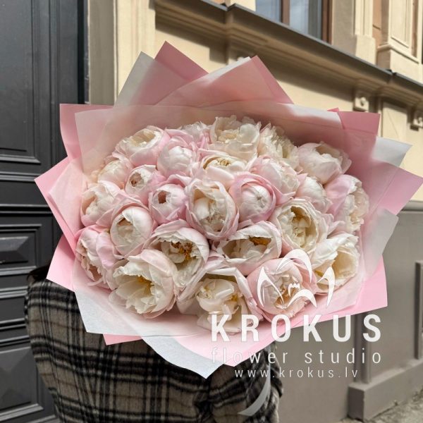 Krēmkrāsas peonijas