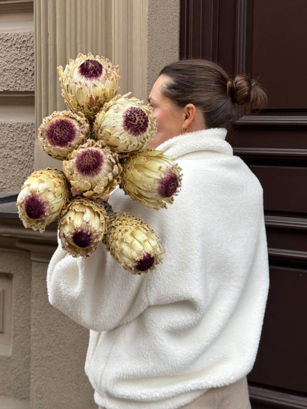 Protea pušķis