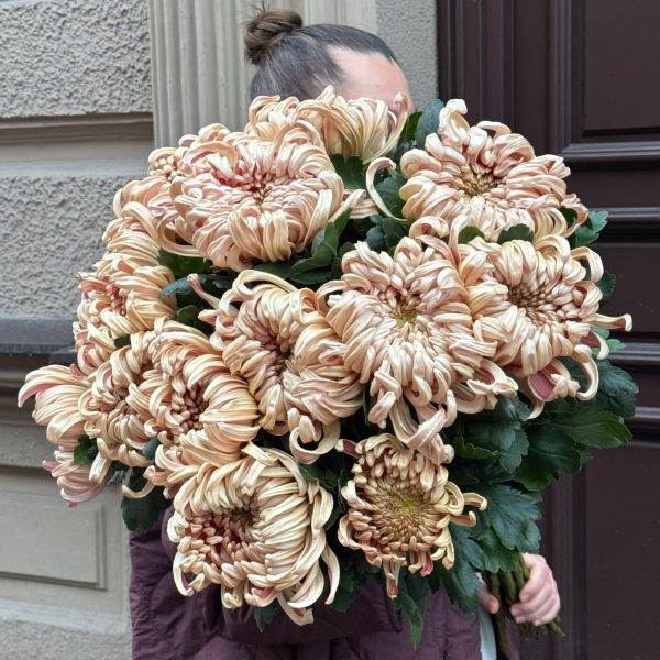 Krēmkrāsas krizantēmas