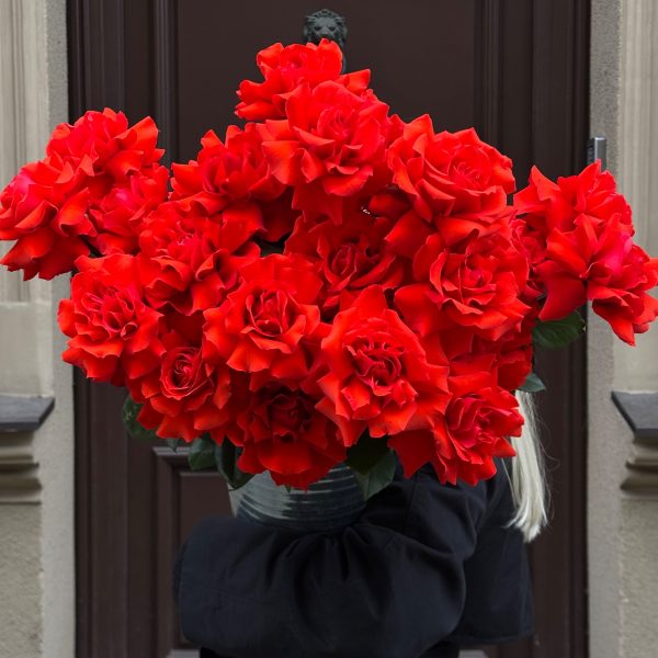 French Scarlet Roses