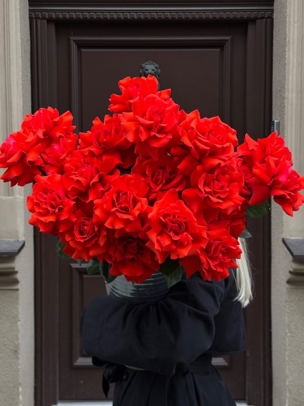 French Scarlet Roses