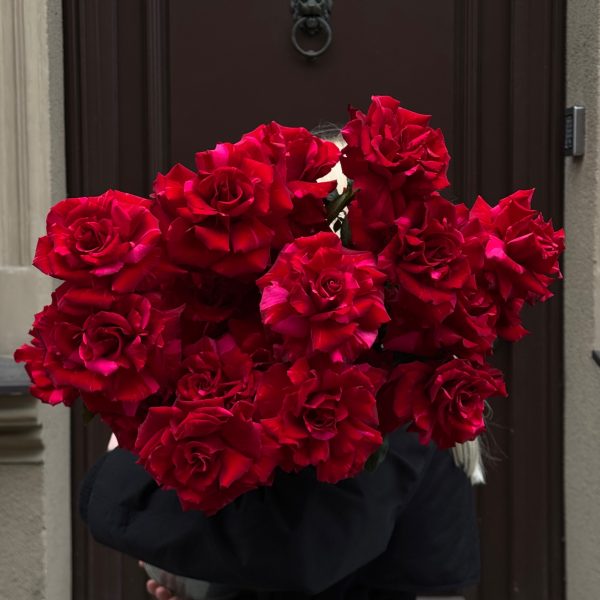 Roses Red Panther