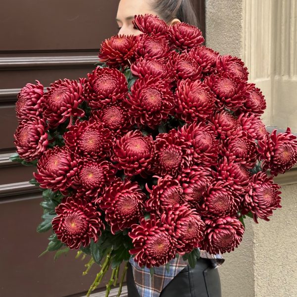 Chrysanthemum Bigoudi Red
