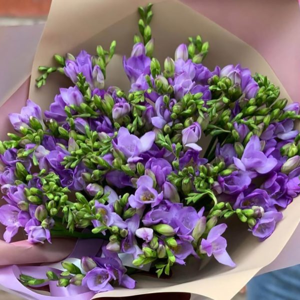 Violet freesias