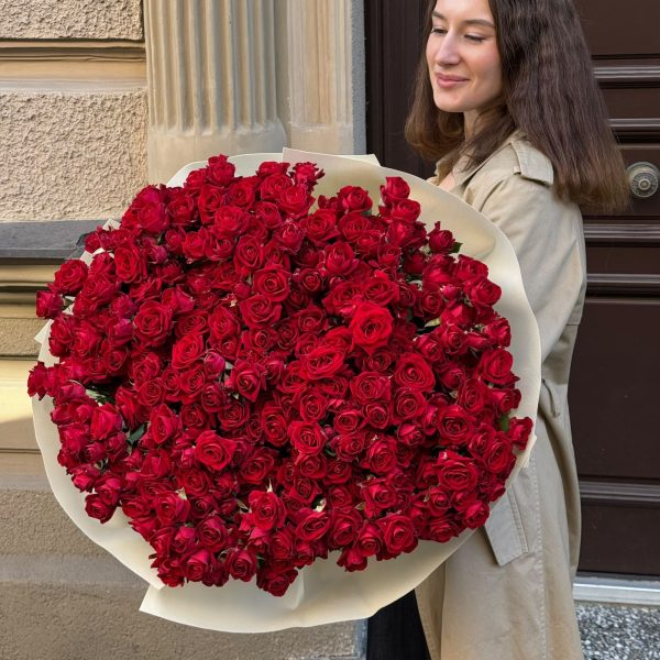Sarkanas krūmrozes 70cm