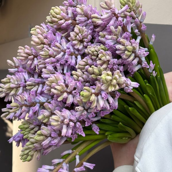 Сиреневые гиацинты